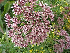 082 Longwood Gardens [2008 August 23]